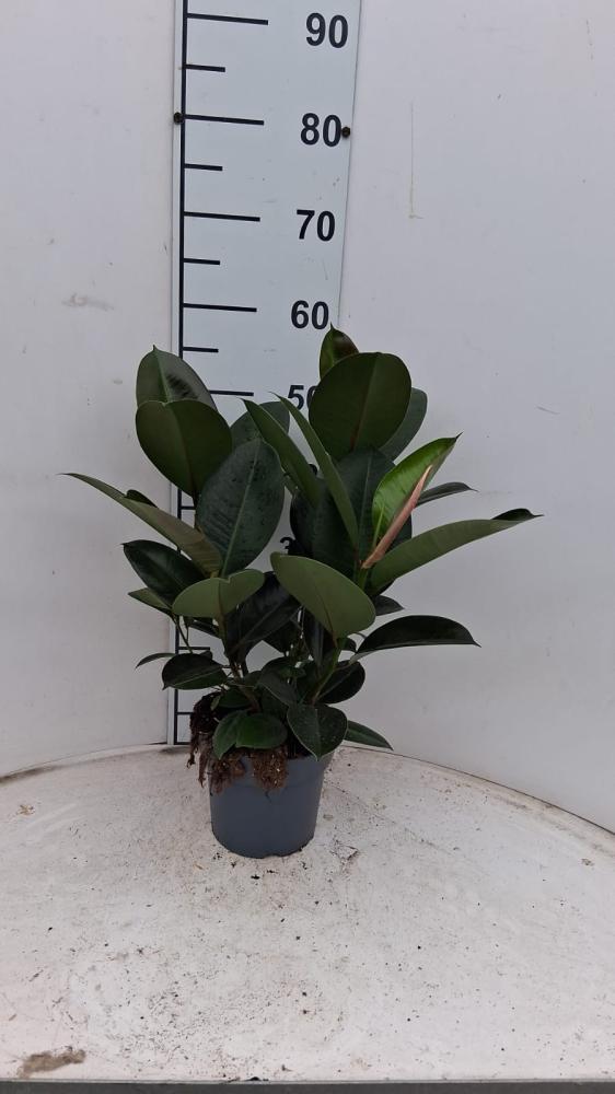FICUS ROBUSTA SPRAY VP17
