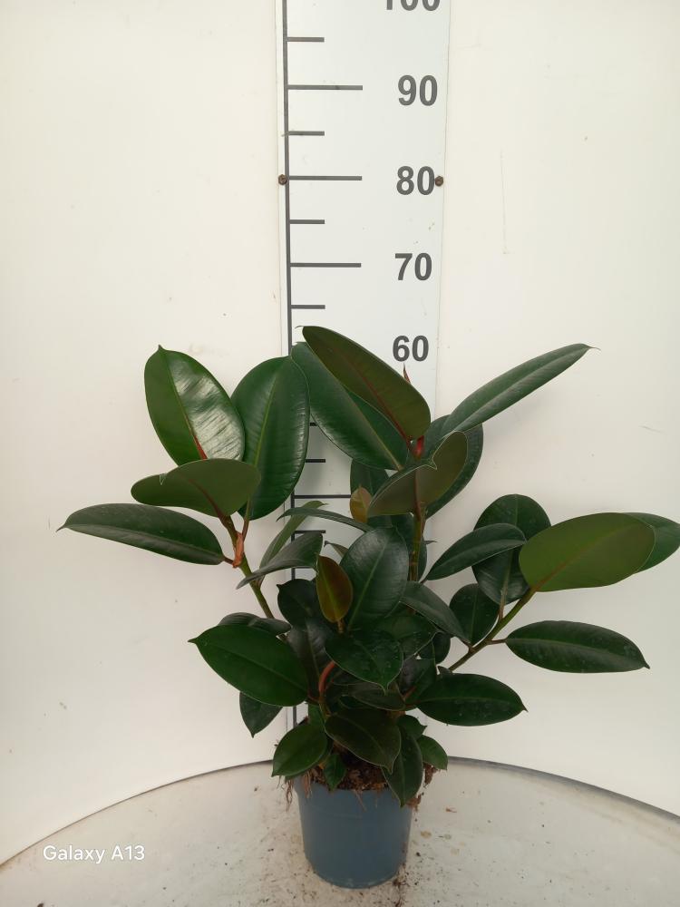 FICUS ROBUSTA SPRAY VP17