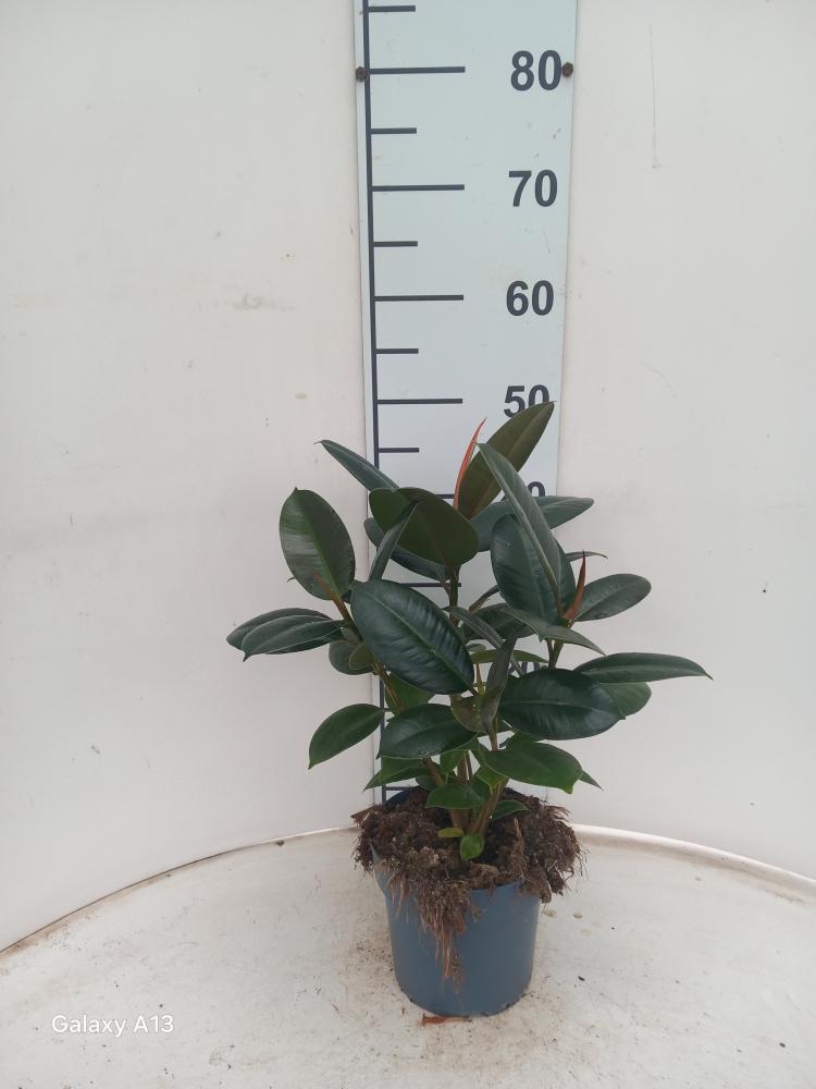 FICUS ROBUSTA SPRAY VP17
