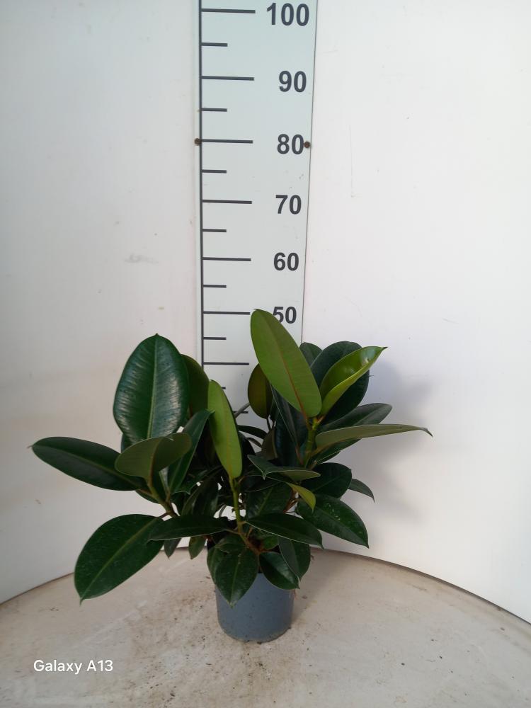 FICUS ROBUSTA SPRAY VP17