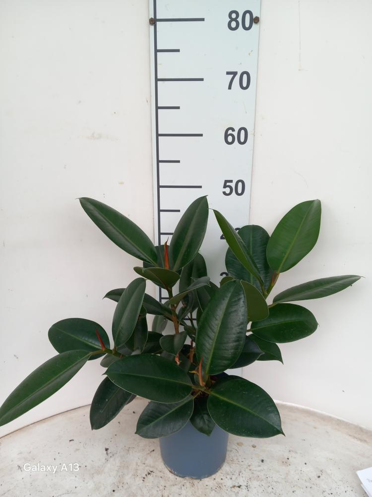 FICUS ROBUSTA SPRAY VP17