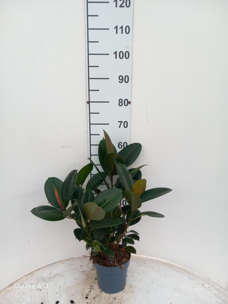 FICUS ROBUSTA SPRAY VP17
