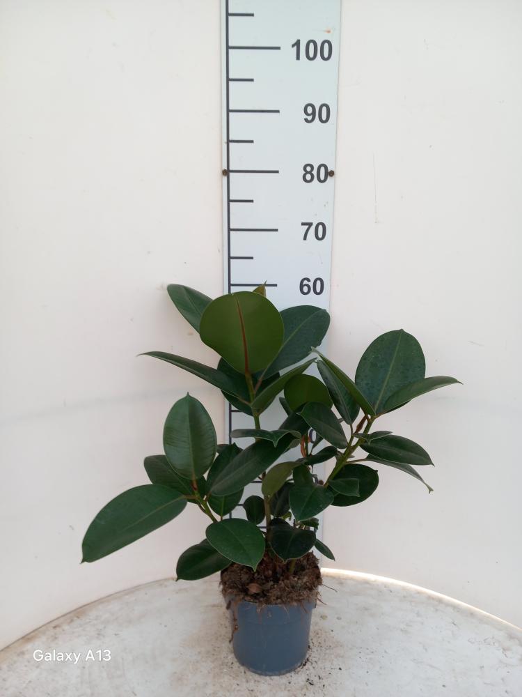 FICUS ROBUSTA SPRAY VP17