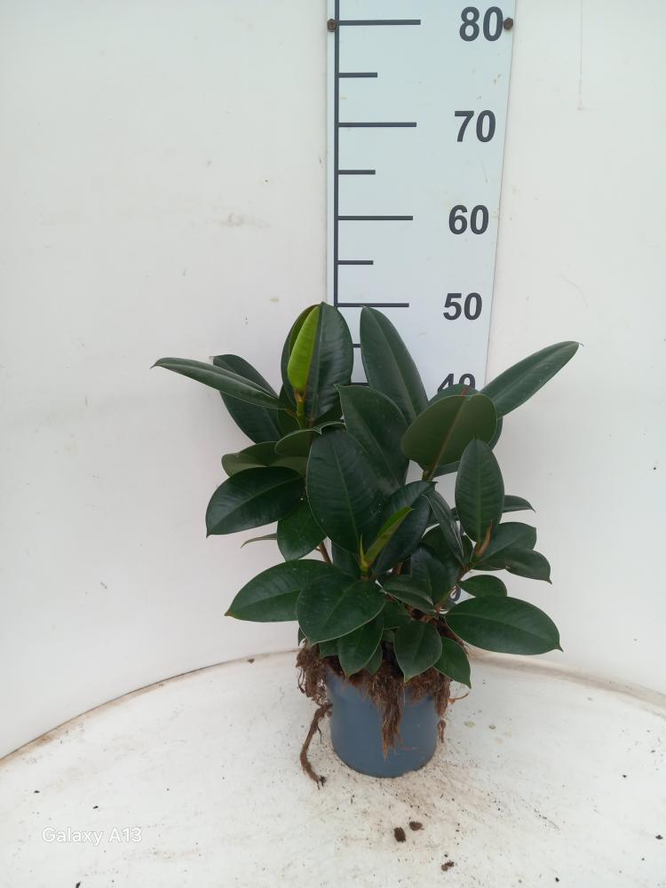 FICUS ROBUSTA SPRAY VP17