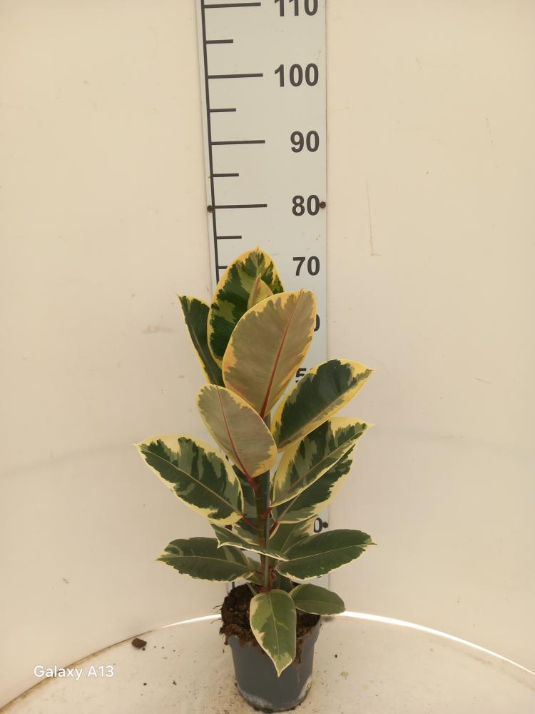 FICUS TINEKE 1P VP17