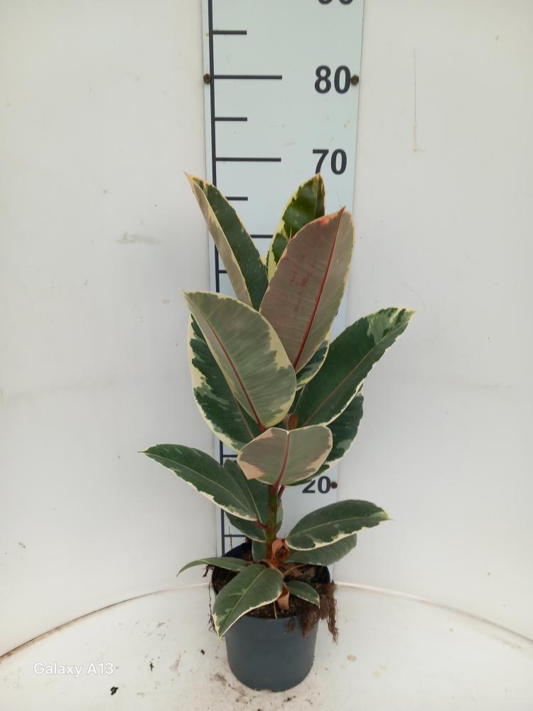 FICUS TINEKE 1P VP17