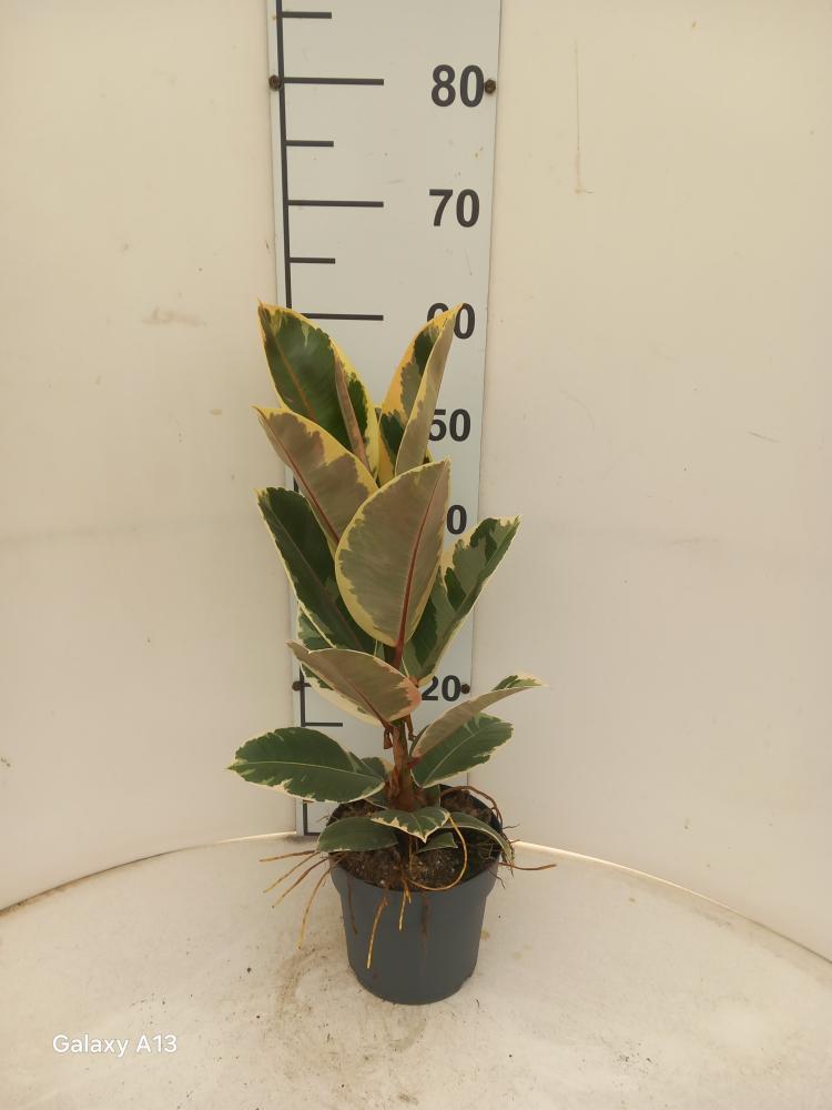 FICUS TINEKE 1P VP17