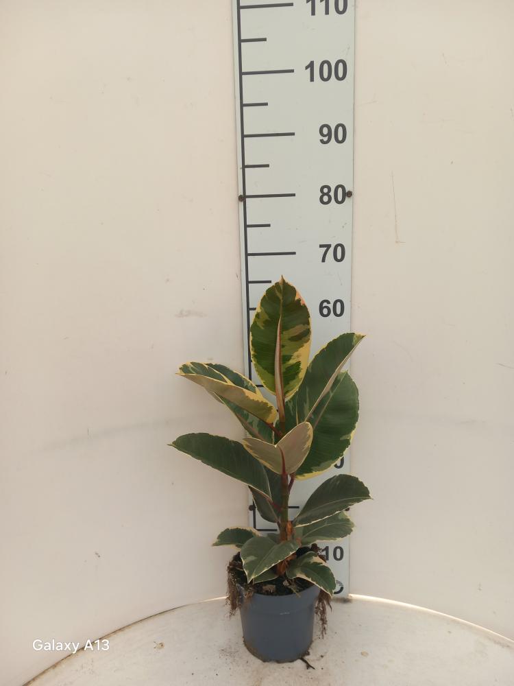 FICUS TINEKE 1P VP17