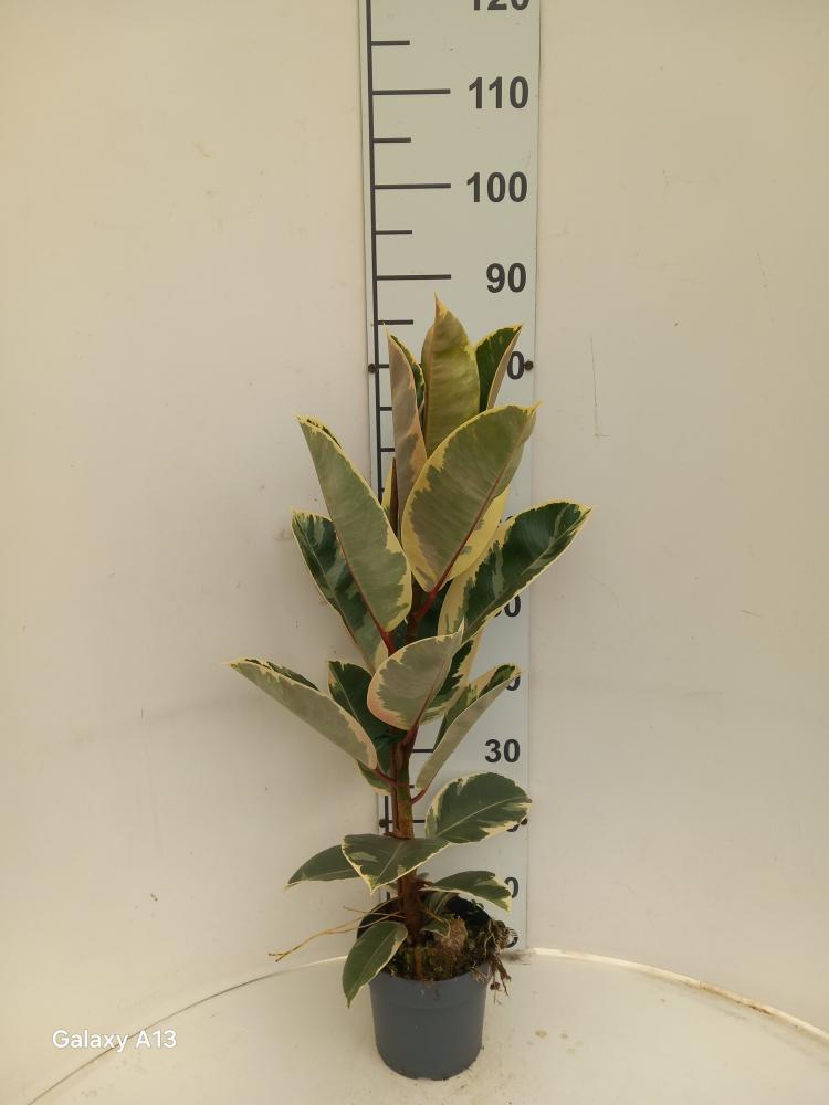 FICUS TINEKE 1P VP17