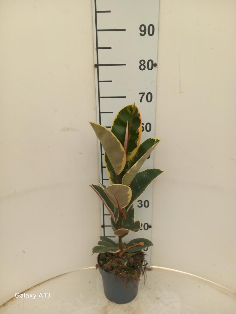 FICUS TINEKE 1P VP17