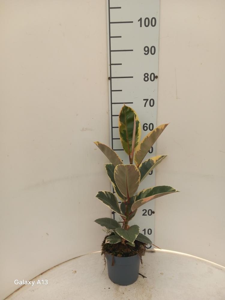 FICUS TINEKE 1P VP17