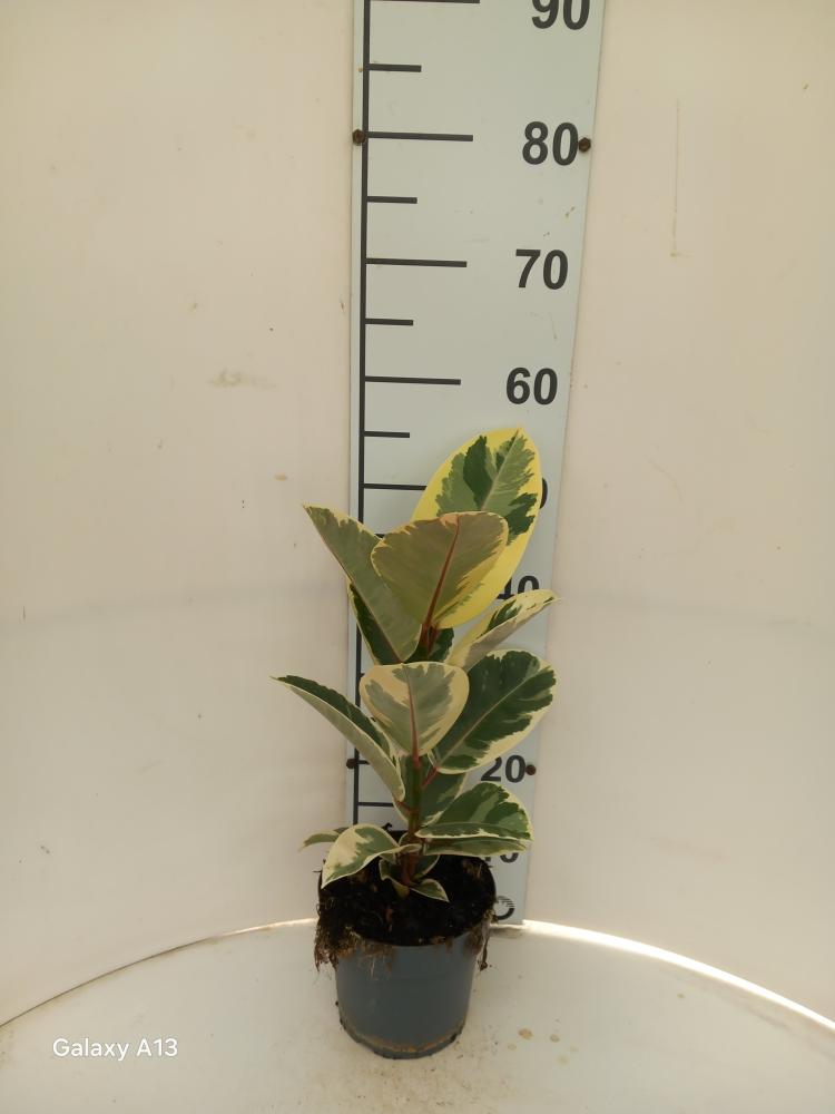 FICUS TINEKE 1P VP17