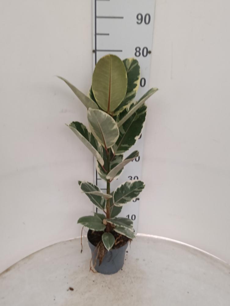 FICUS TINEKE 1P VP17