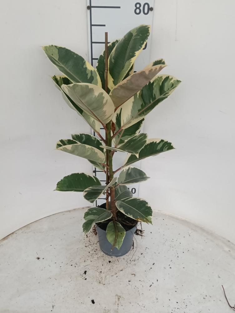 FICUS TINEKE 1P VP17