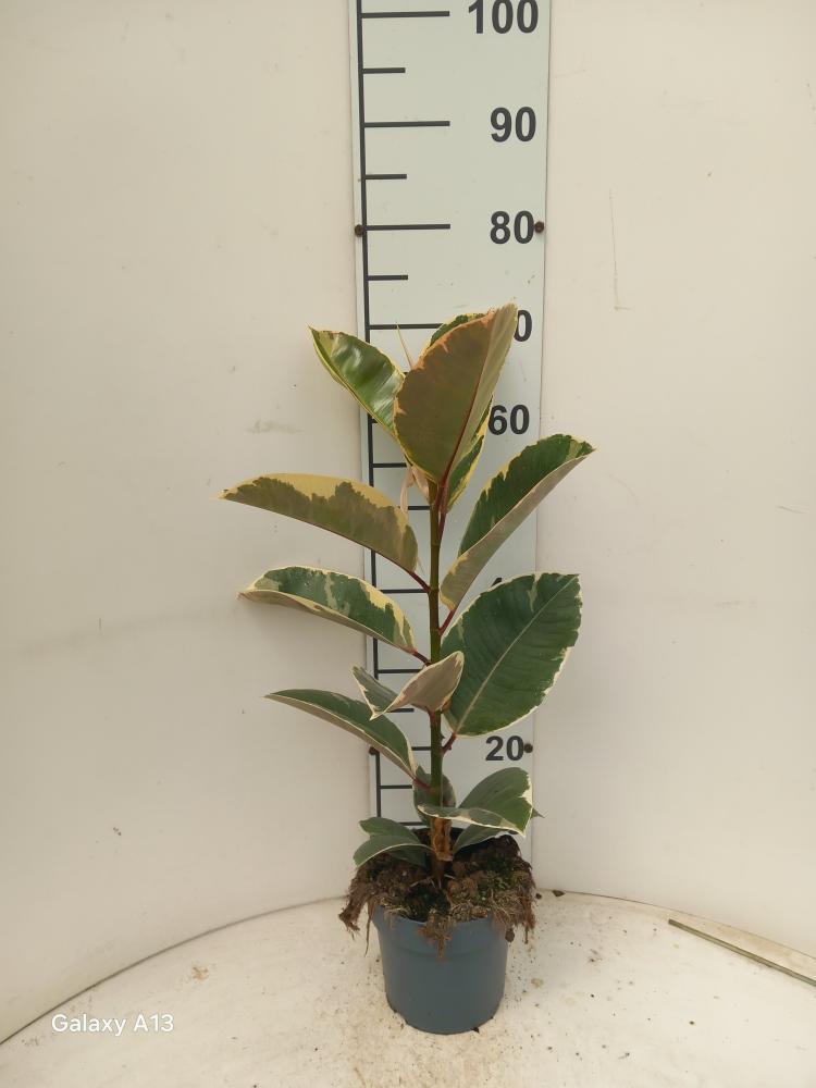 FICUS TINEKE 1P VP17