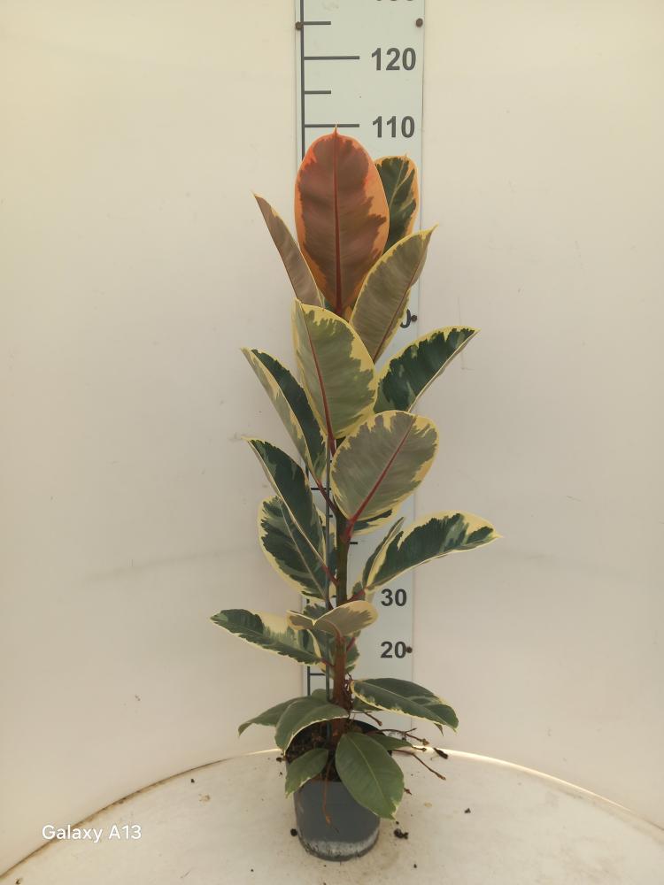 FICUS TINEKE 1P VP17
