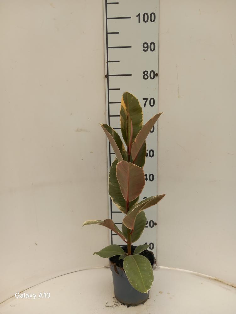 FICUS TINEKE 1P VP17