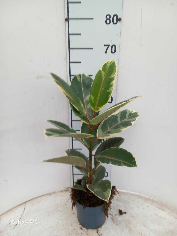 FICUS TINEKE 1P VP17