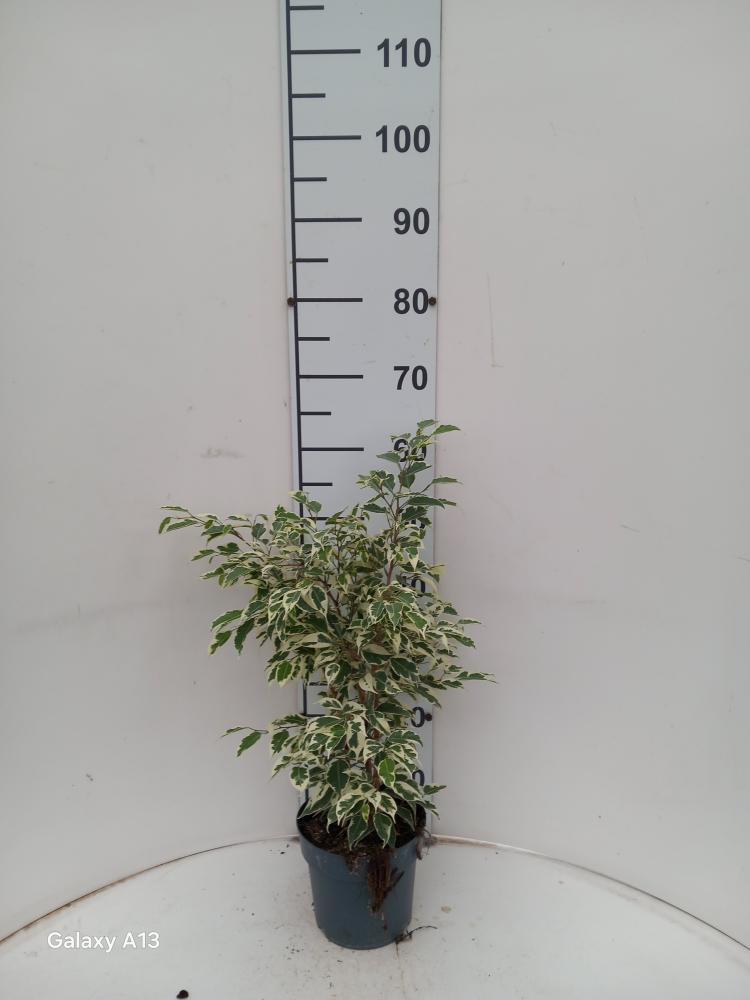 FICUS TWILIGHT VP17
