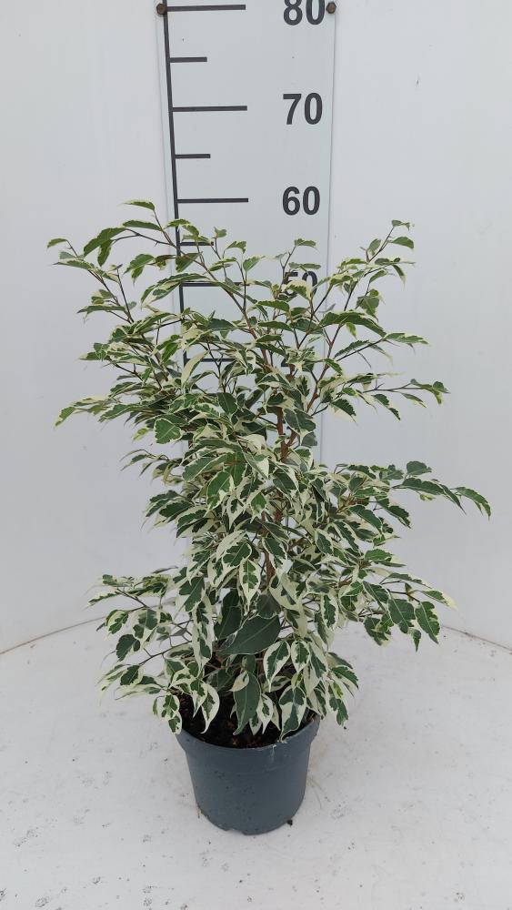 FICUS TWILIGHT VP17
