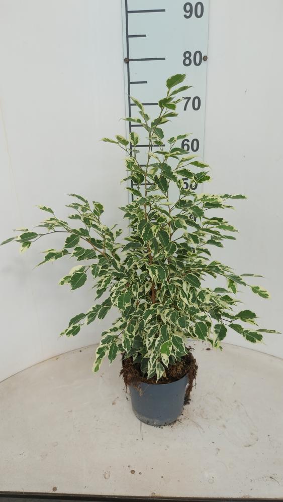FICUS TWILIGHT VP17