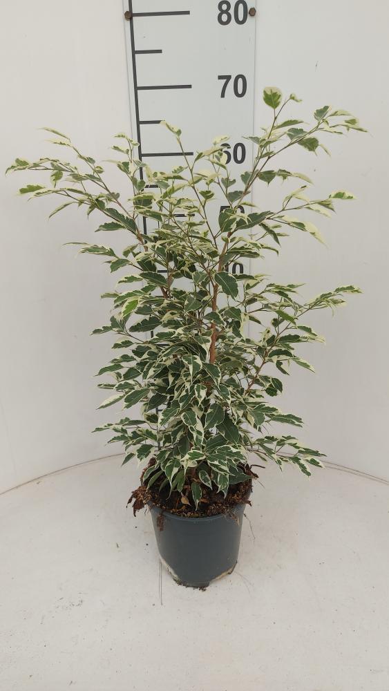 FICUS TWILIGHT VP17