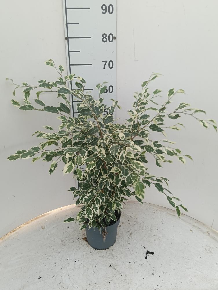 FICUS TWILIGHT VP17