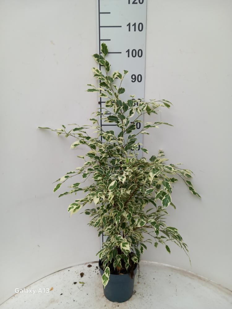 FICUS TWILIGHT VP17