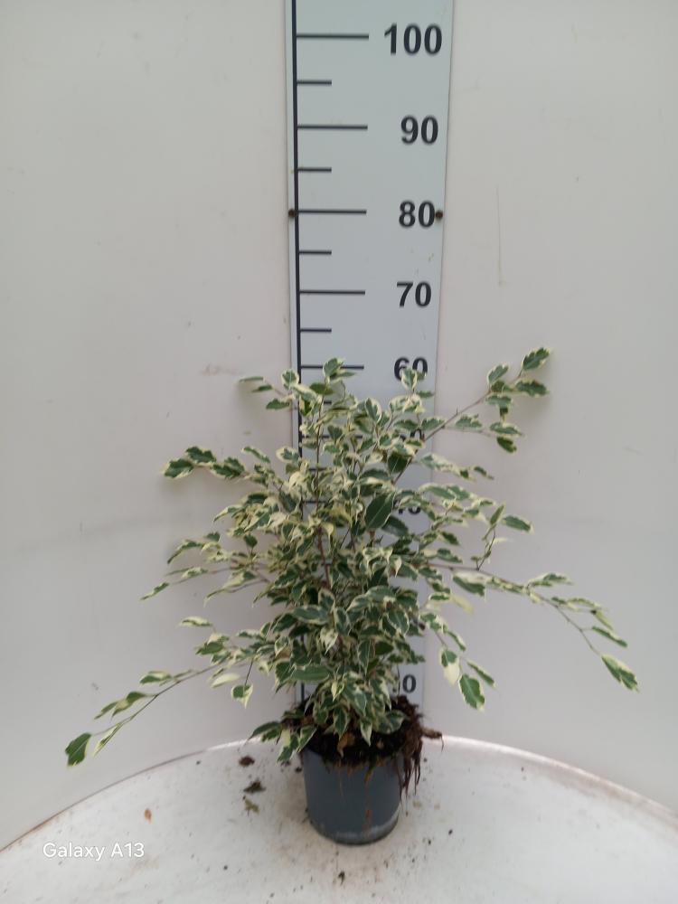 FICUS TWILIGHT VP17