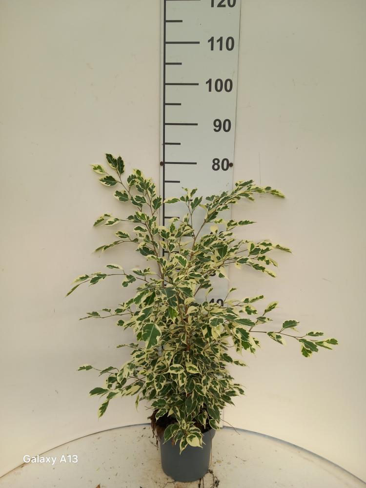FICUS TWILIGHT VP17