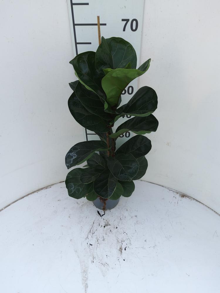 FICUS BAMBINO 1P VP17