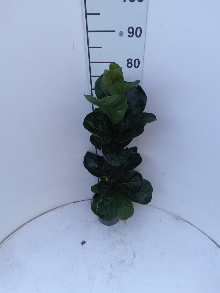 FICUS BAMBINO 1P VP17