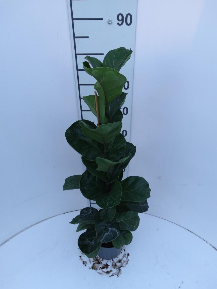 FICUS BAMBINO 1P VP17