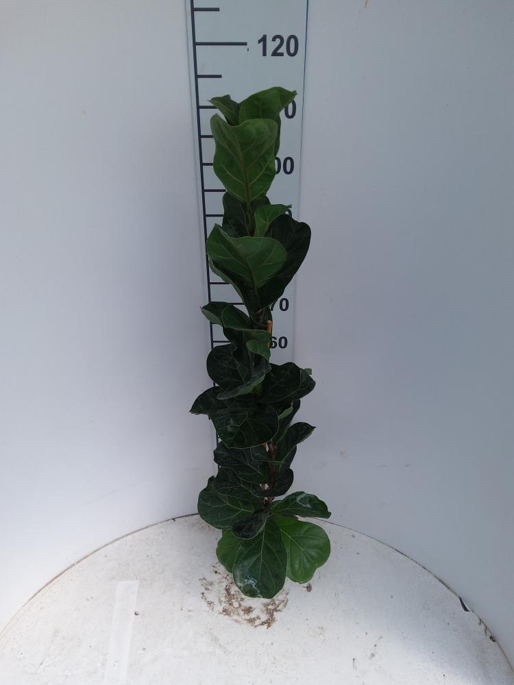 FICUS BAMBINO 1P VP17