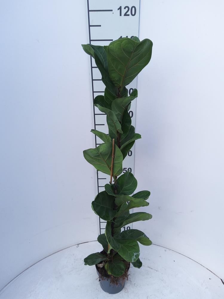 FICUS BAMBINO 1P VP17