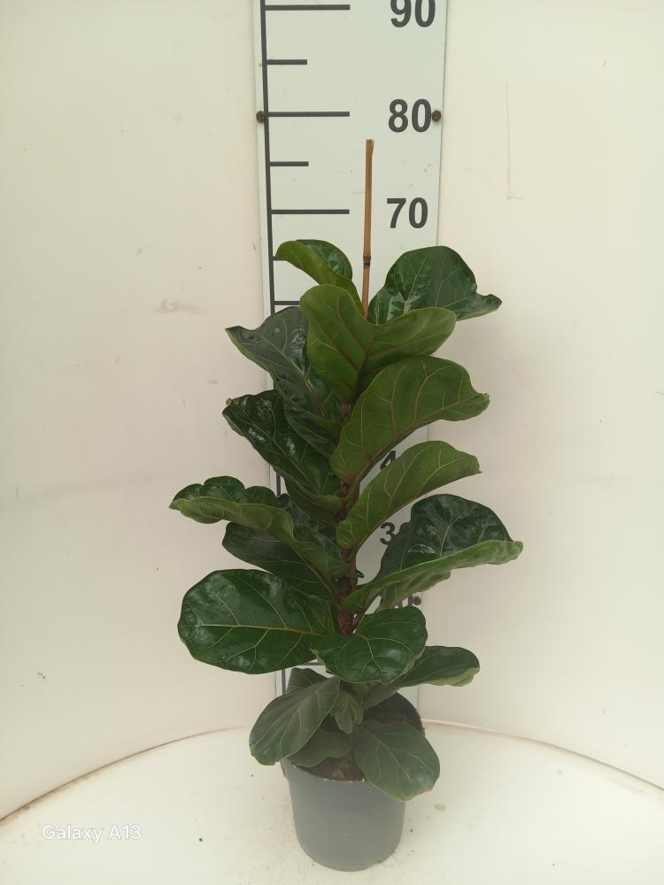FICUS BAMBINO 1P VP17
