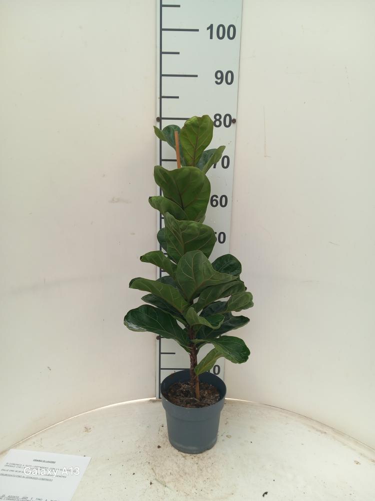 FICUS BAMBINO 1P VP17