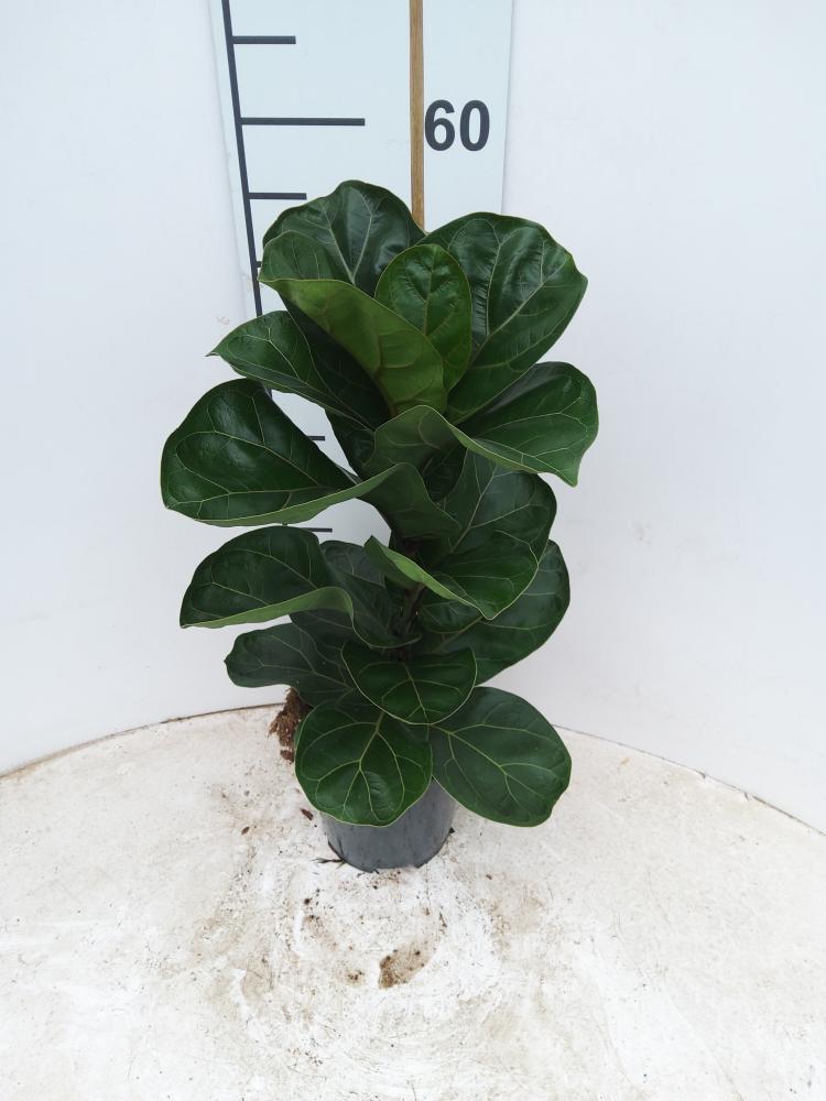 FICUS BAMBINO 1P VP17