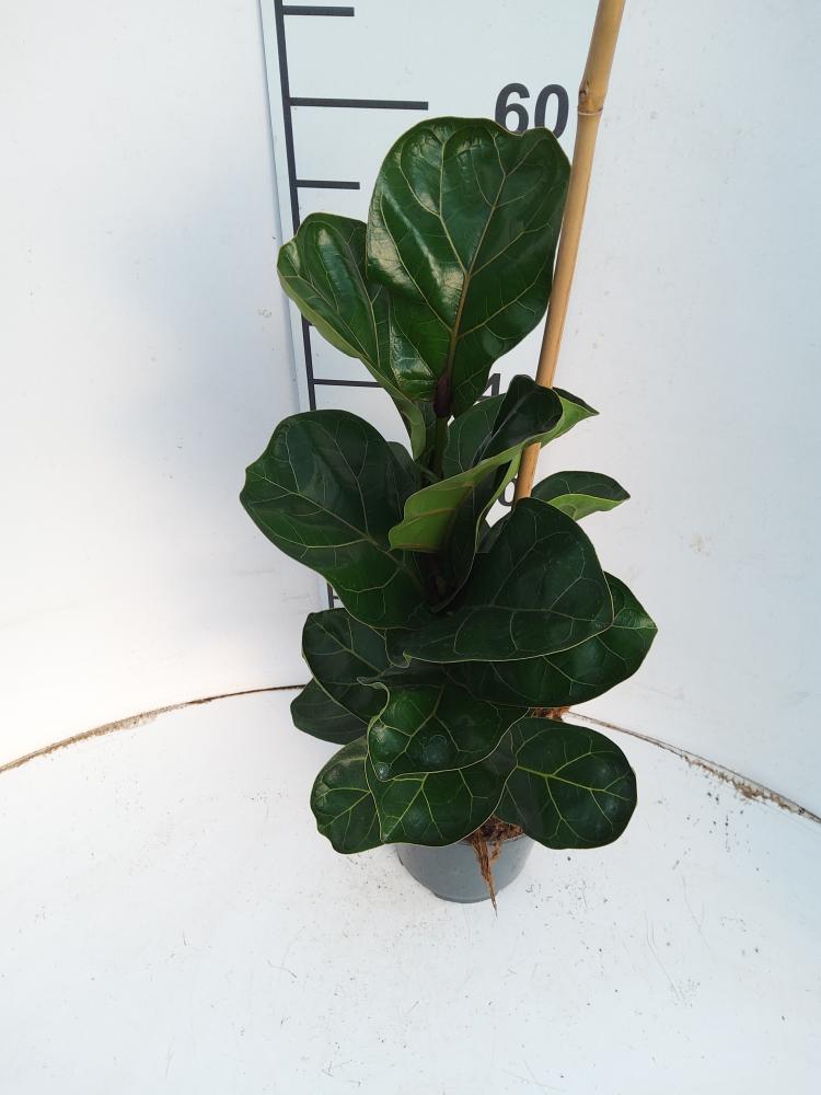 FICUS BAMBINO 1P VP17