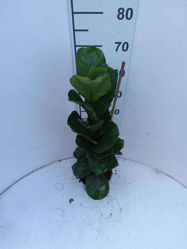 FICUS BAMBINO 1P VP17