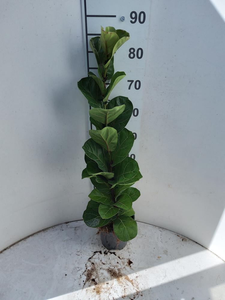 FICUS BAMBINO 1P VP17