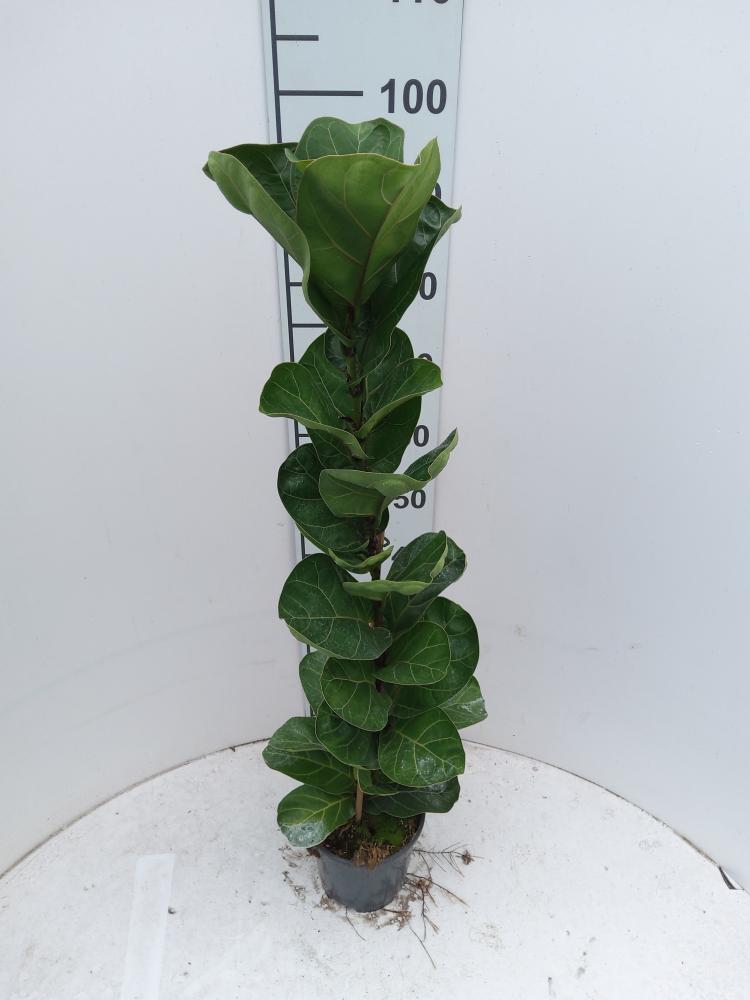 FICUS BAMBINO 1P VP17