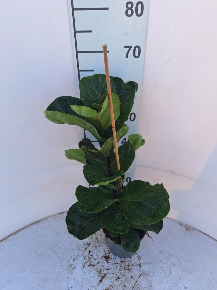 FICUS BAMBINO 1P VP17