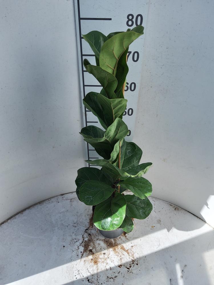 FICUS BAMBINO 1P VP17