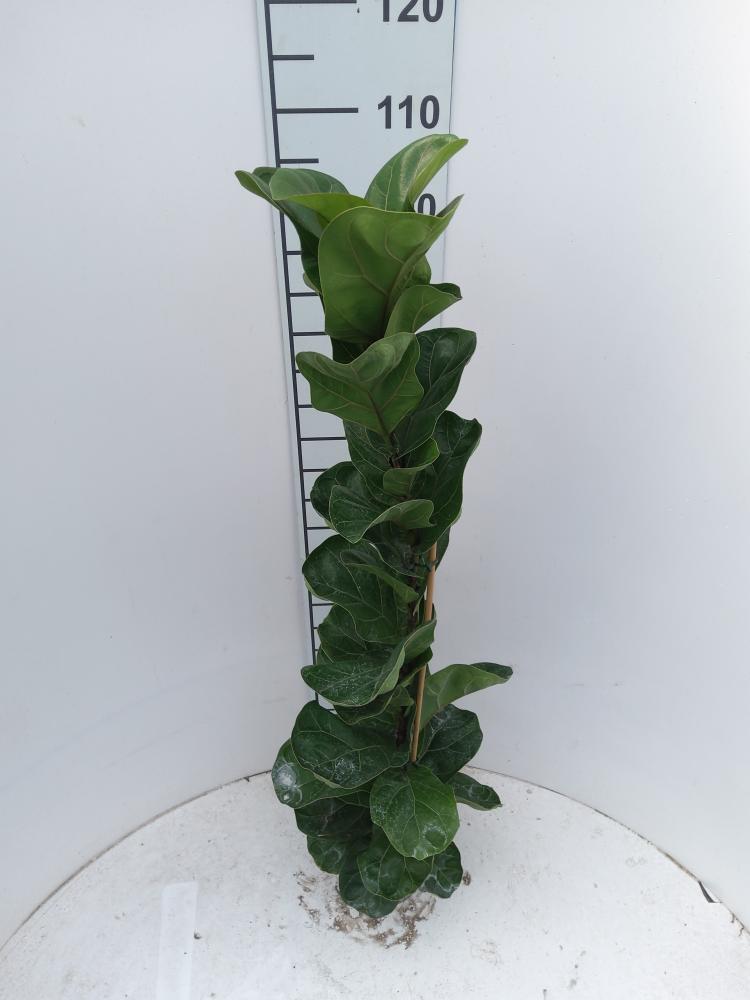 FICUS BAMBINO 1P VP17