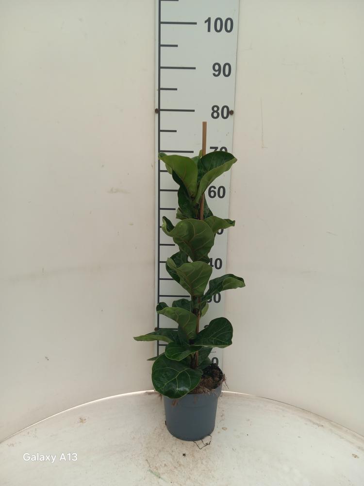 FICUS BAMBINO 1P VP17
