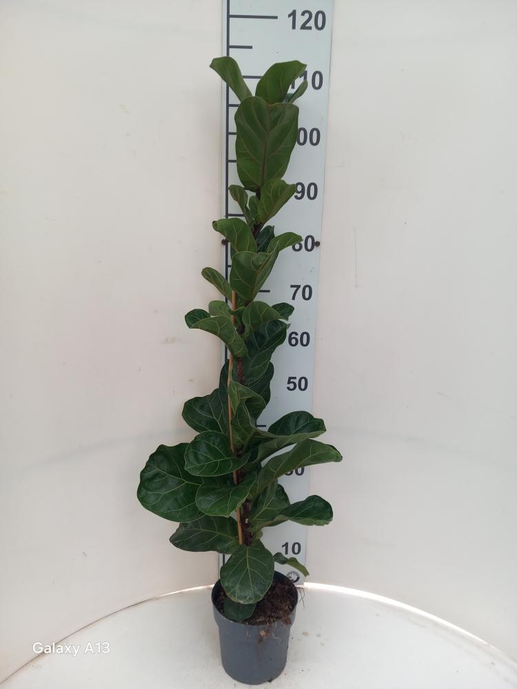 FICUS BAMBINO 1P VP17