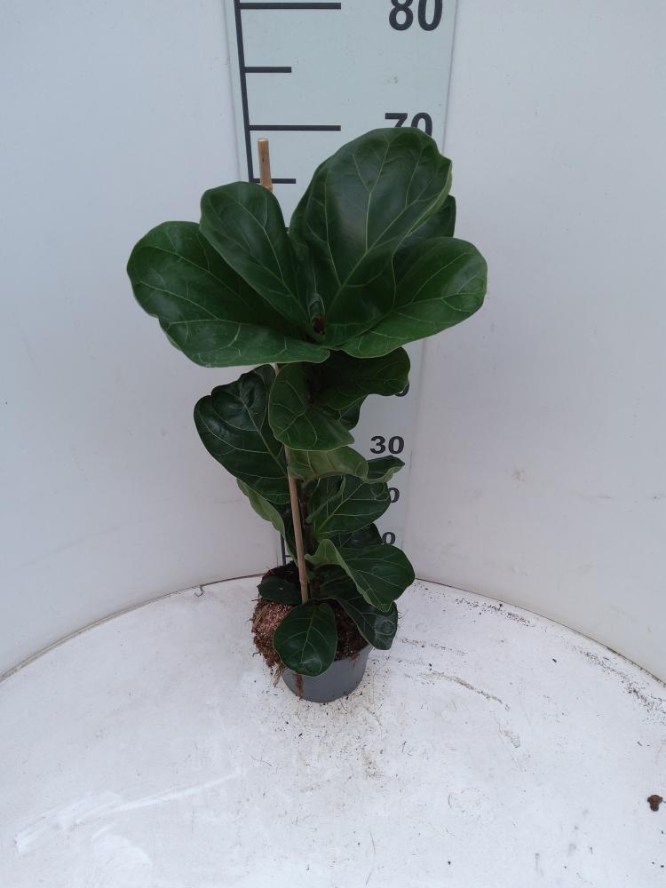 FICUS BAMBINO 1P VP17