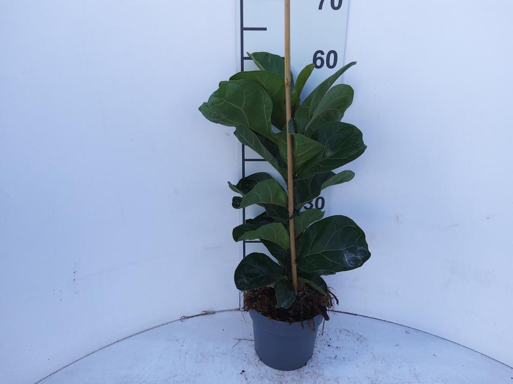 FICUS BAMBINO 1P VP17