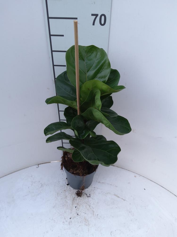 FICUS BAMBINO 1P VP17